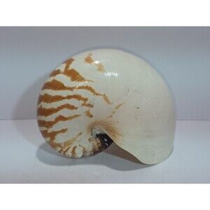 Large 5" NAUTILUS NATURAL TIGER STRIPED CHAMBERED SEASHELL